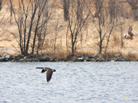 Canada Goose